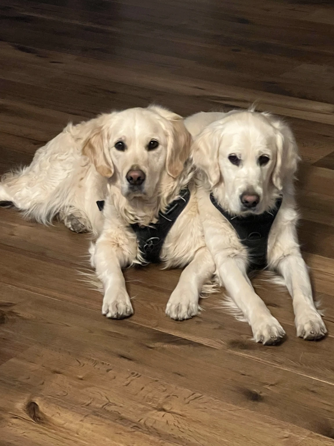 Two golden retrievers resting together