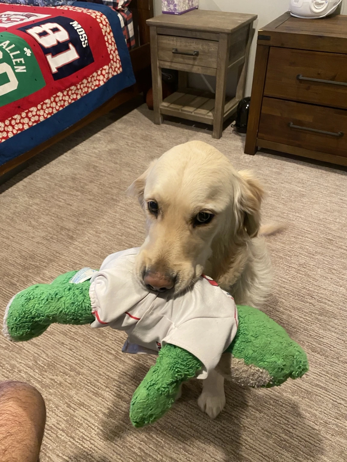 Golden retriever with a toy