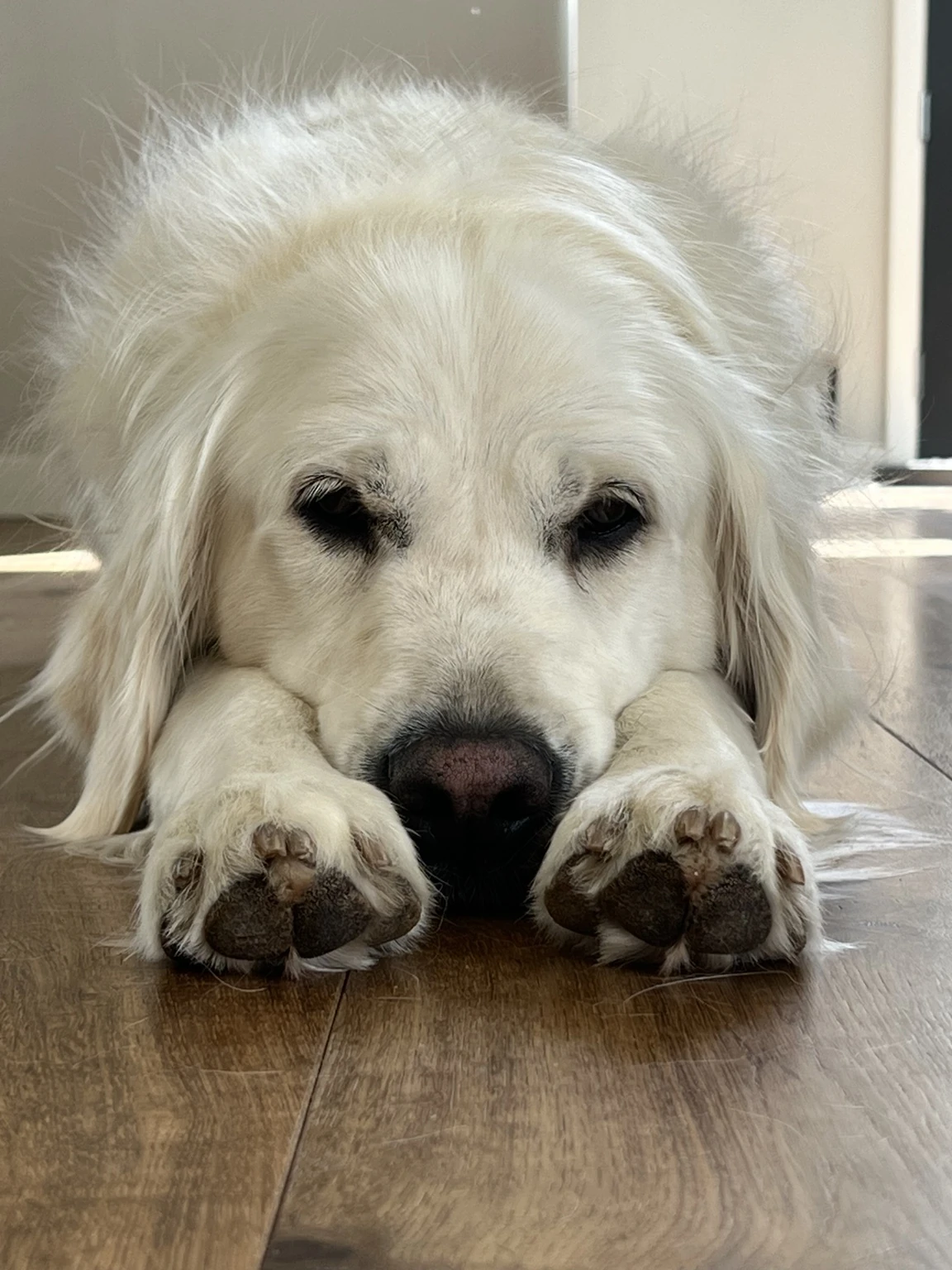 Golden retriever at rest